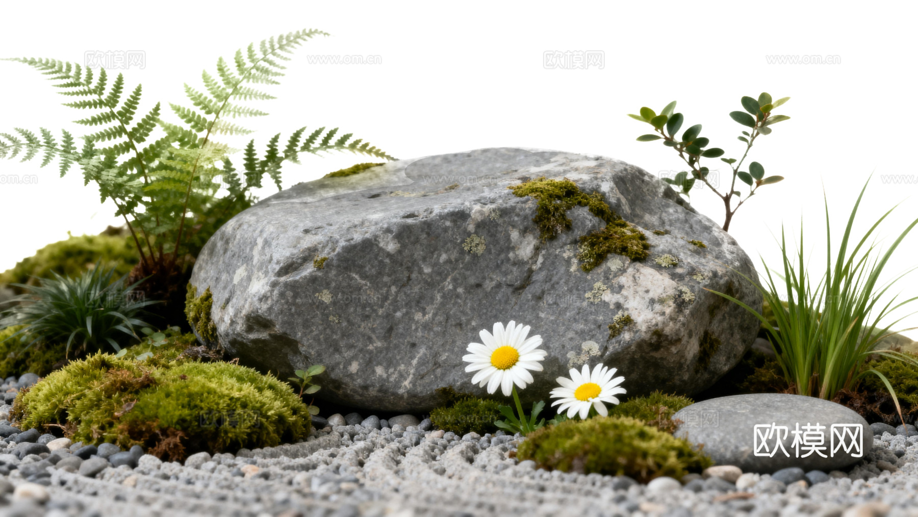 免抠植物花草 自然石景植物组合 苔藓