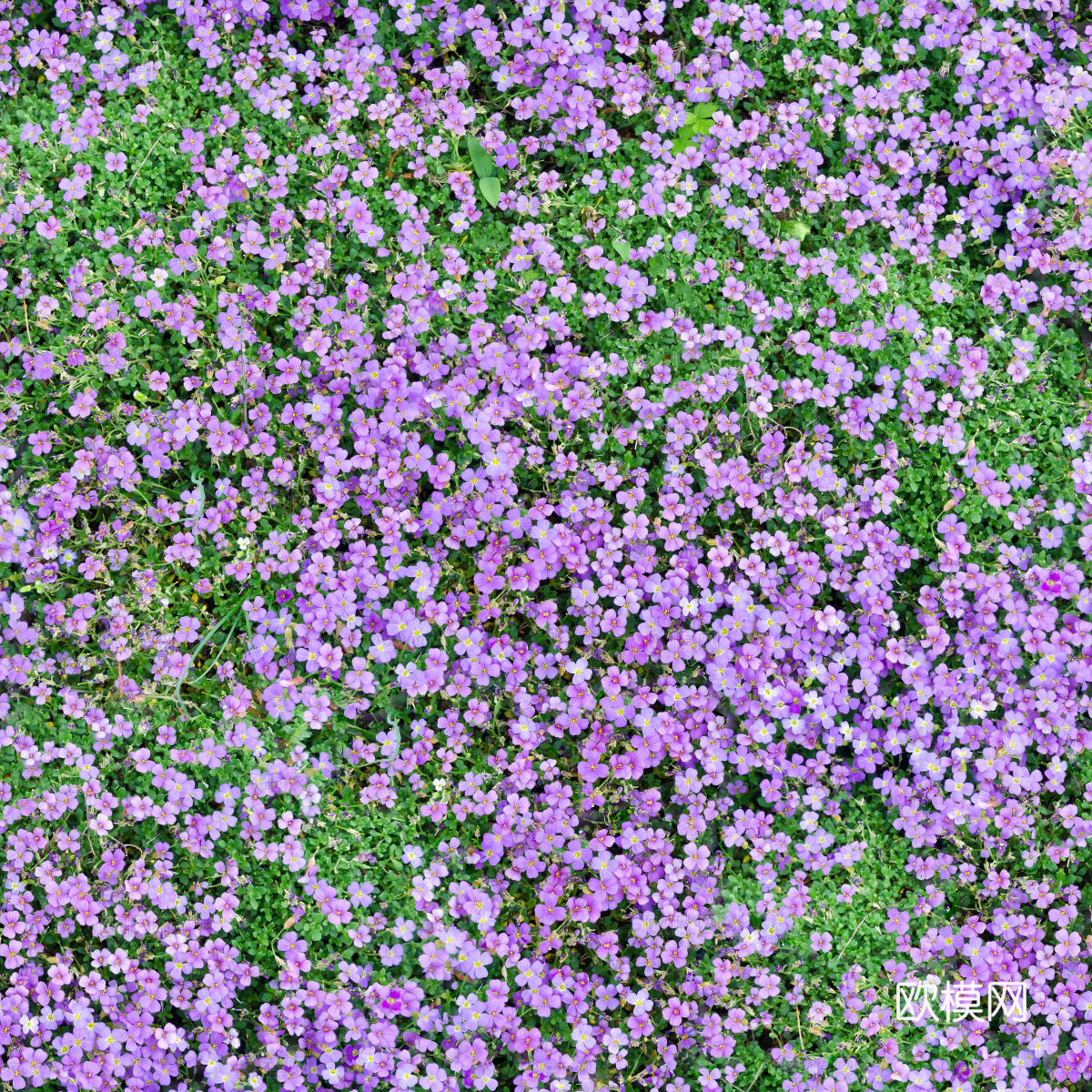 灌木花丛，灌木丛118