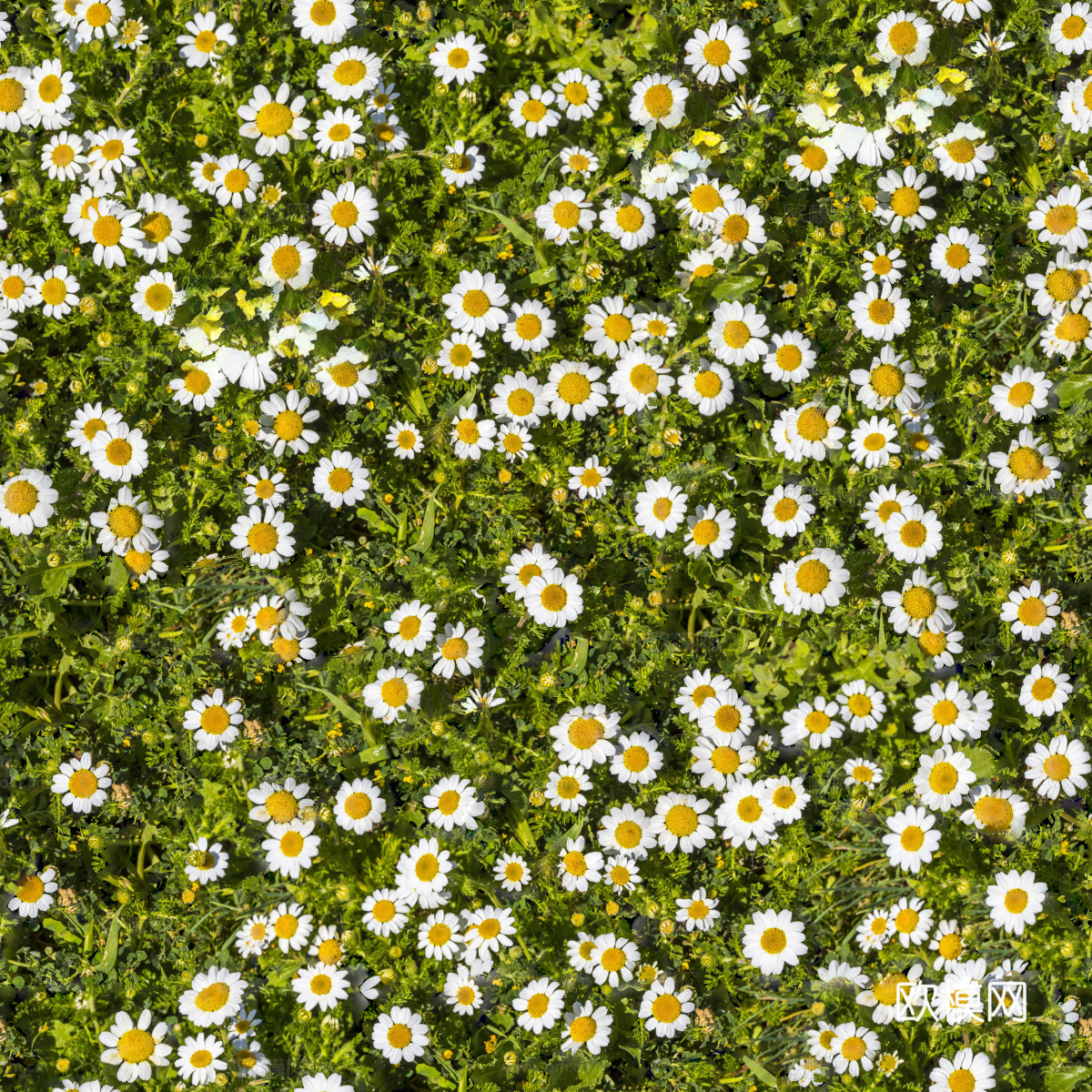 灌木花丛，灌木丛11