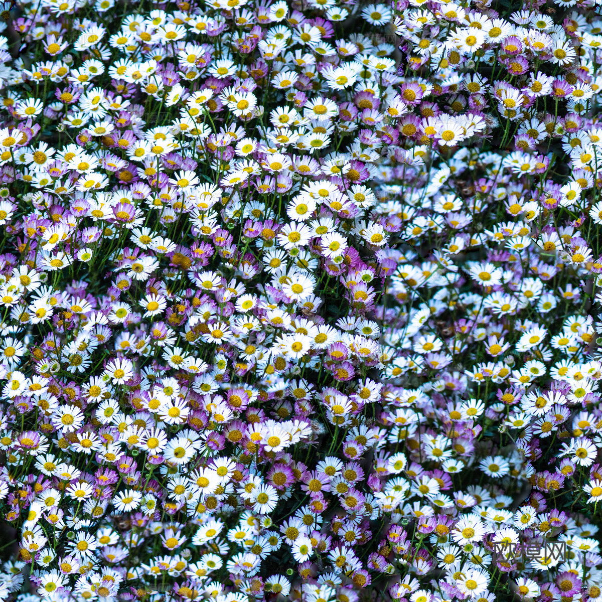 灌木花丛，灌木丛114