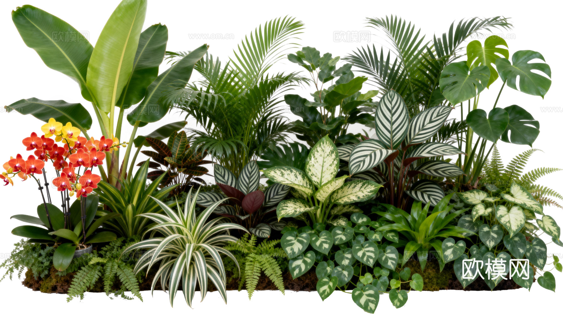 免抠植物花草 自然植物墙组合  热带植物墙造景 龟背竹叶蕨下载