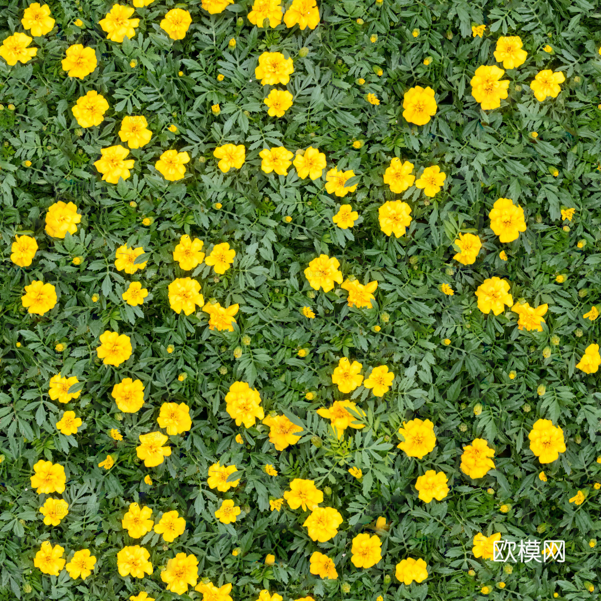 灌木花丛，灌木丛110