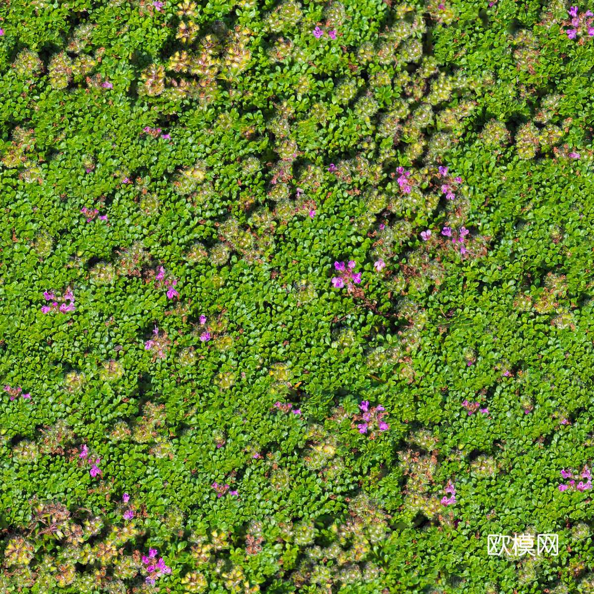 灌木花丛，灌木丛113下载