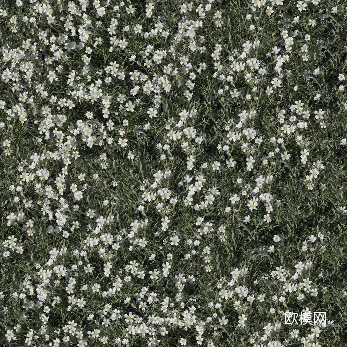 灌木花丛，灌木丛9下载