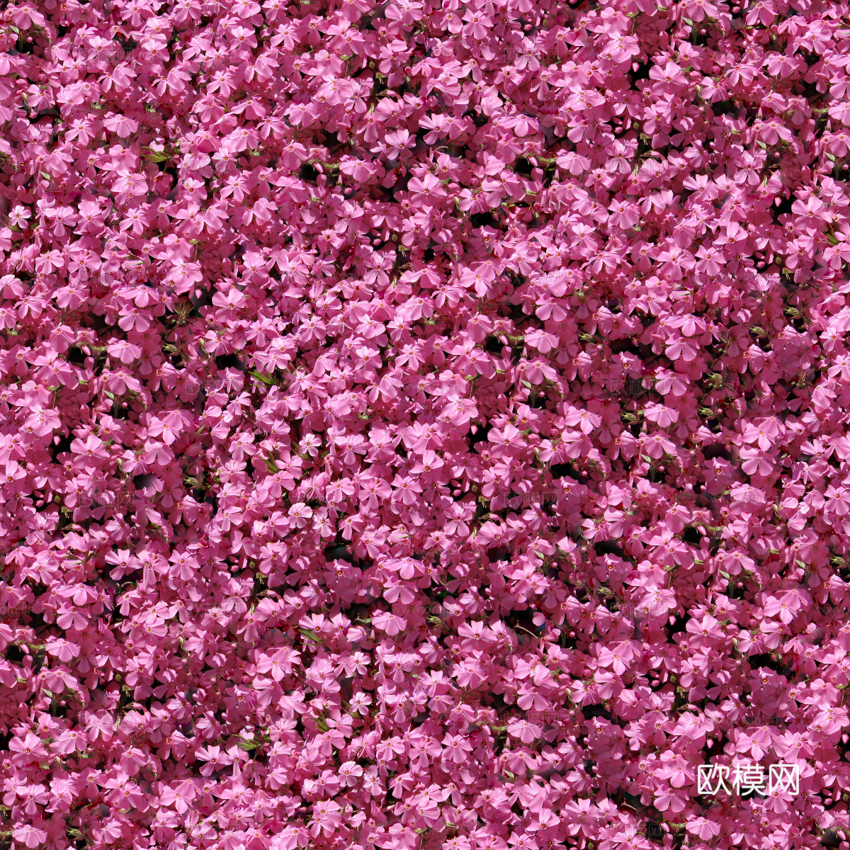 灌木花丛，灌木丛111下载