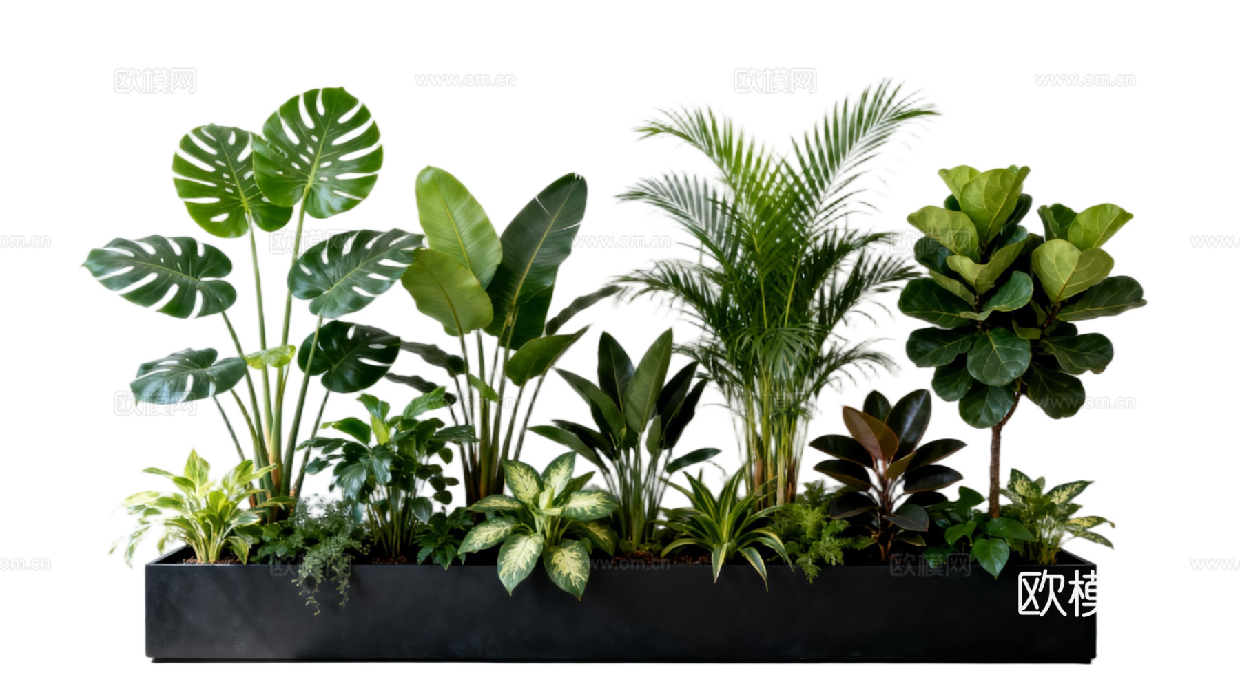 现代 免抠植物花草 自然植物组合  热带植物花池 外摆花池