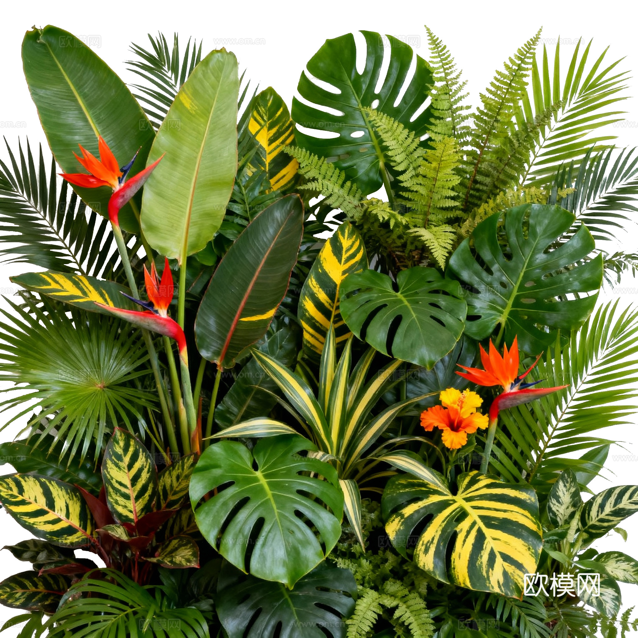 免抠植物花草 自然植物墙组合  热带植物墙造景 龟背竹叶蕨下载