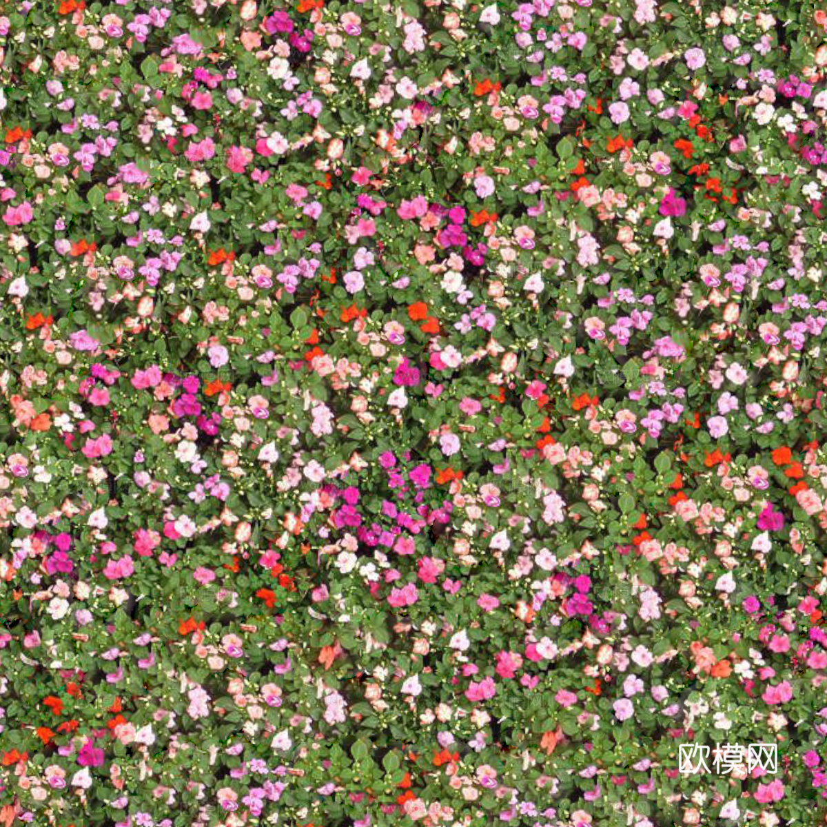 灌木花丛，灌木丛21下载