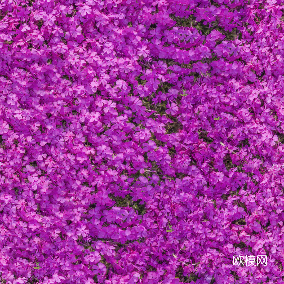 灌木花丛，灌木丛117