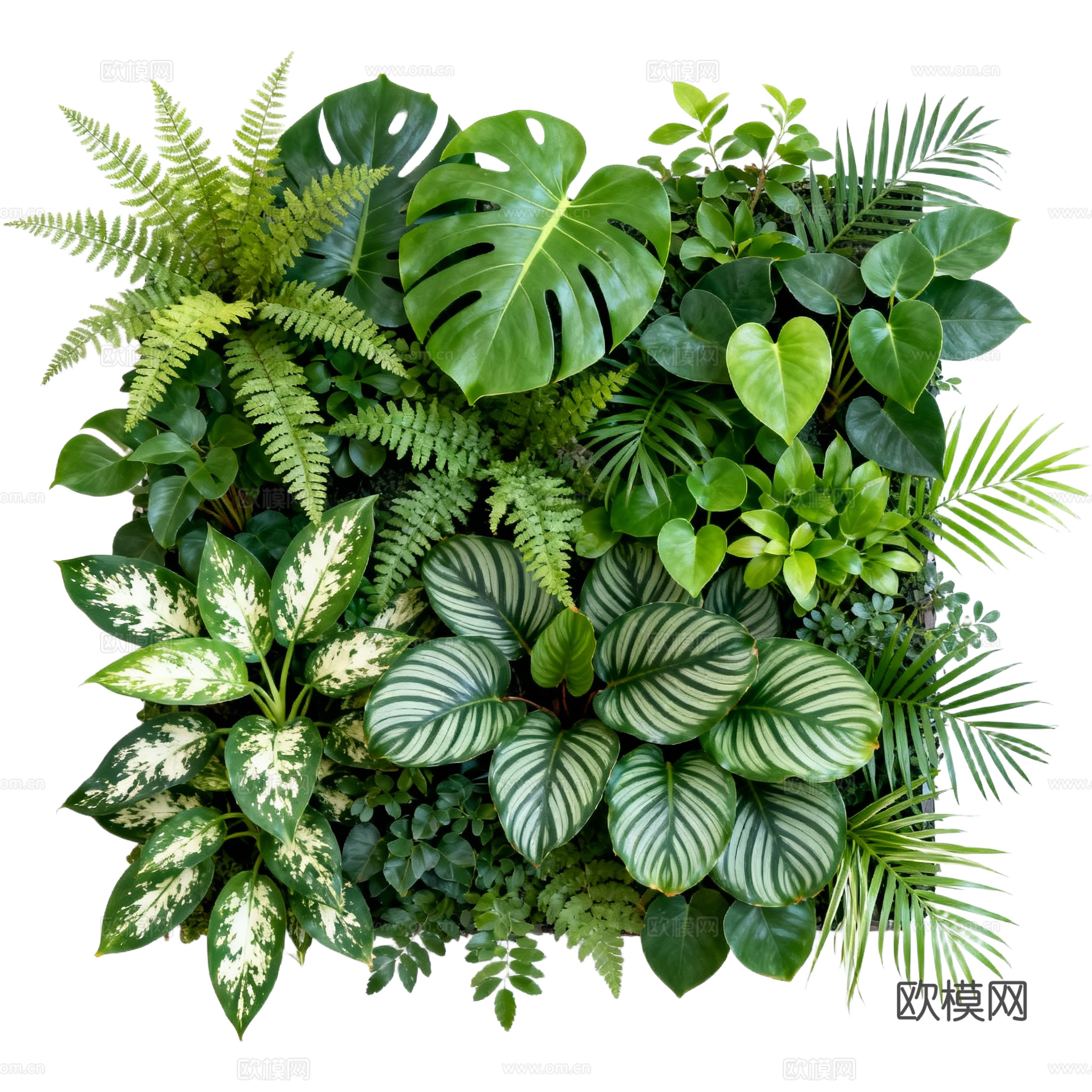 免抠植物花草 自然植物墙组合  热带植物墙造景 龟背竹叶蕨下载