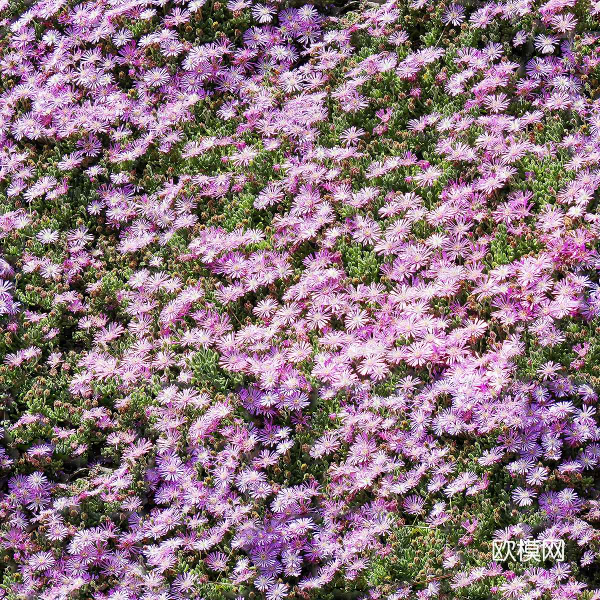 灌木花丛，灌木丛127