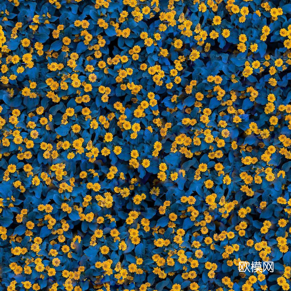 灌木花丛，灌木丛15