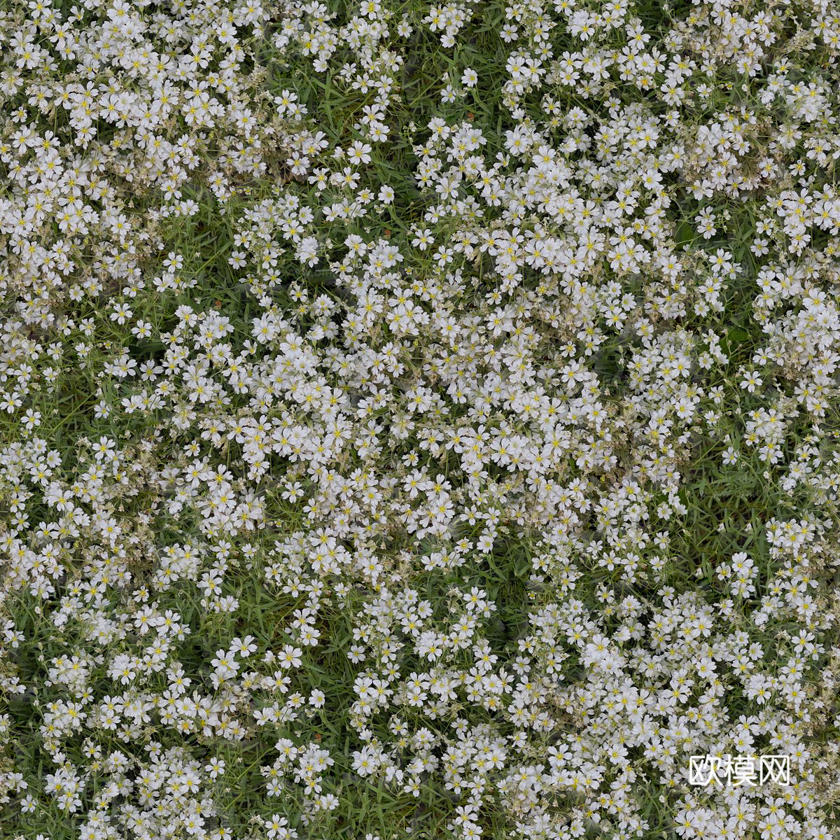 灌木花丛，灌木丛23下载