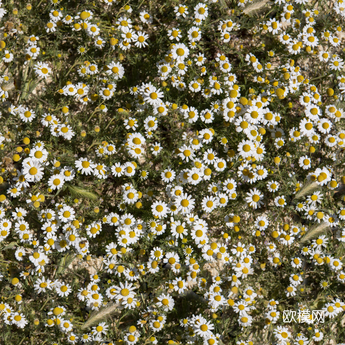 灌木花丛，灌木丛126