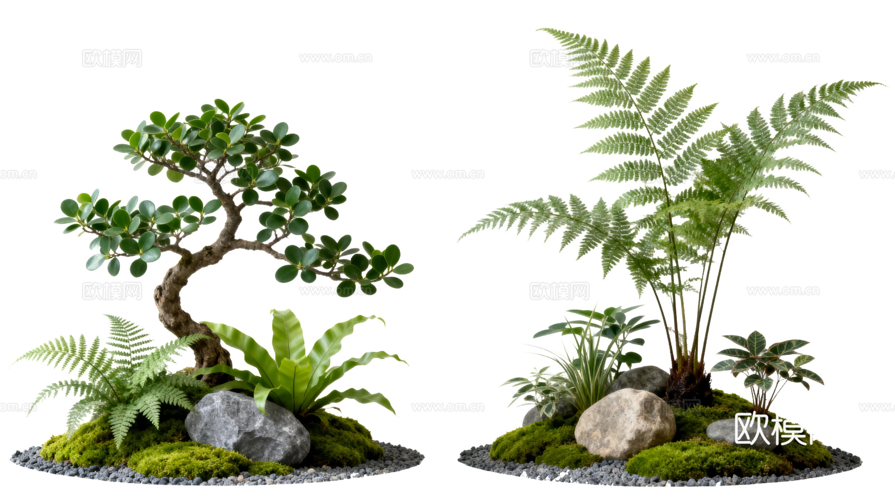 免抠植物花草 自然石景植物组合 苔藓