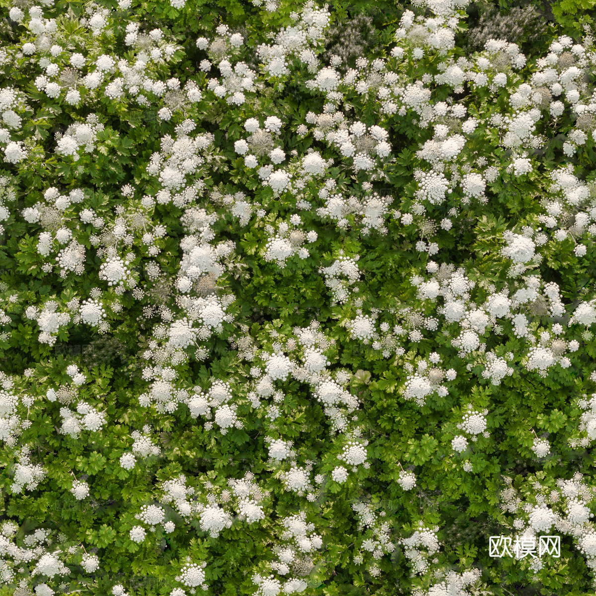 灌木花丛，灌木丛26