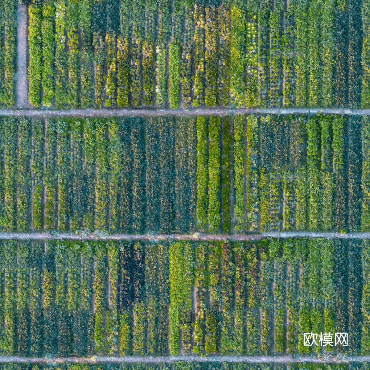 菜地农田农作物俯视图134下载