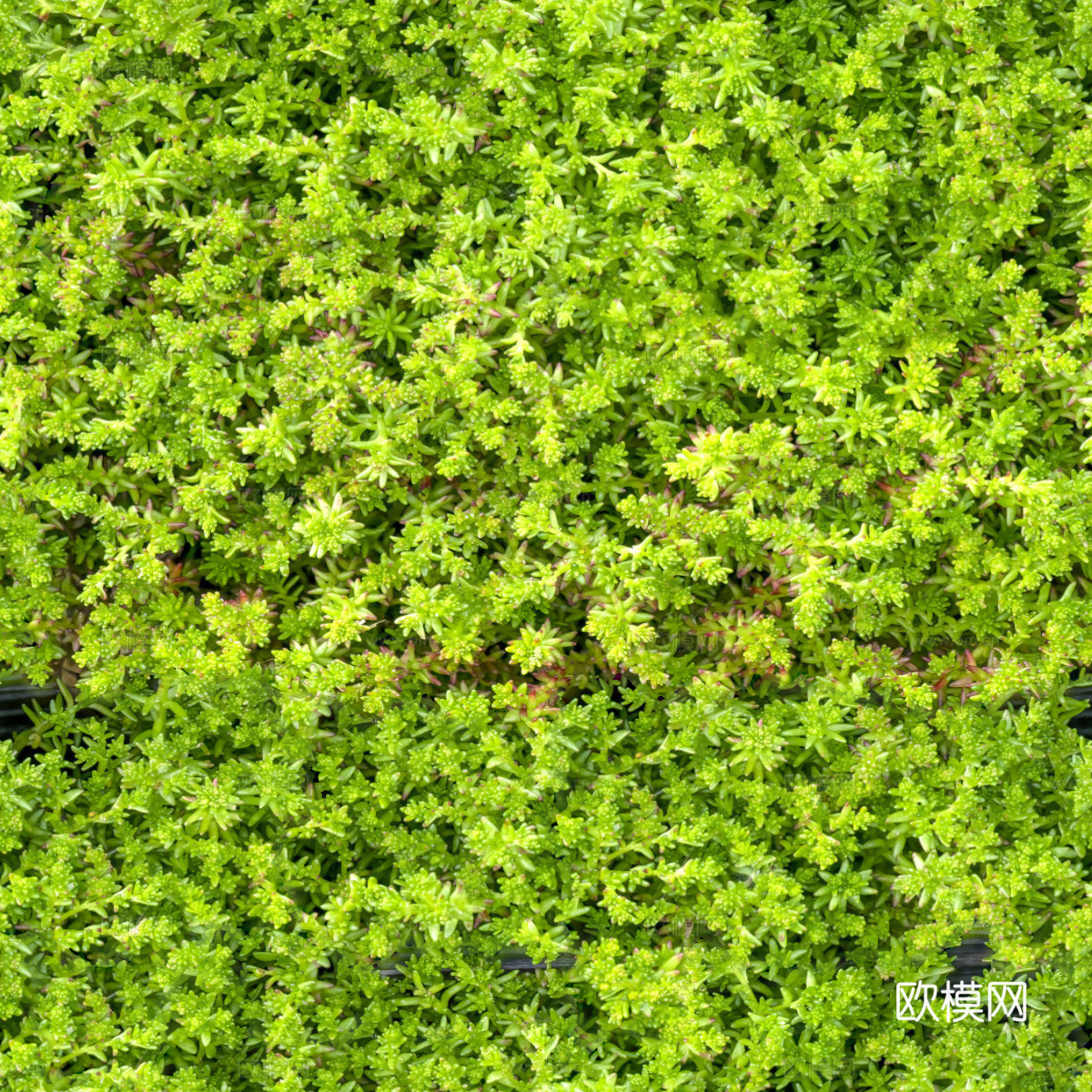 灌木花丛，灌木丛120下载