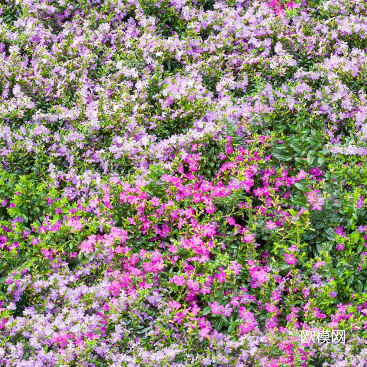 灌木花丛，灌木丛133