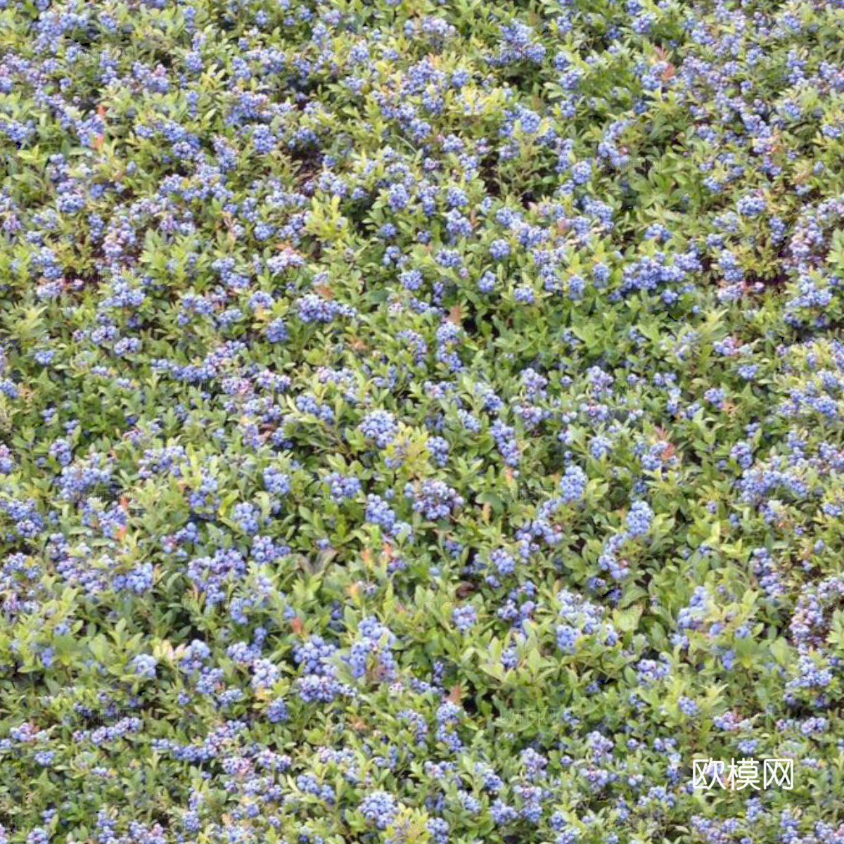 灌木花丛，灌木丛29