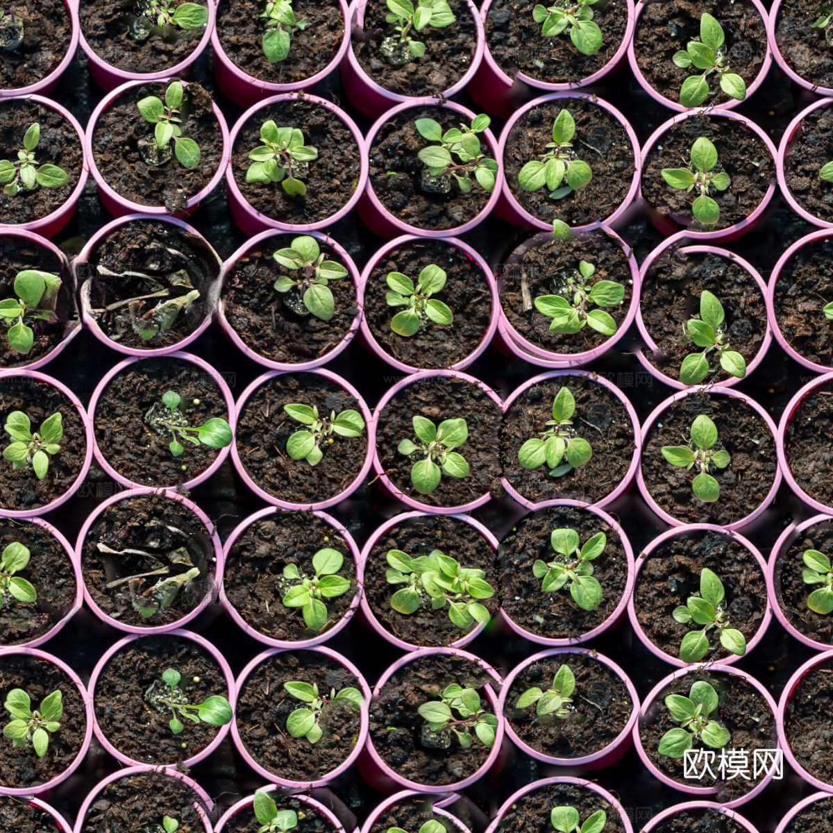 菜地农田农作物俯视图103下载