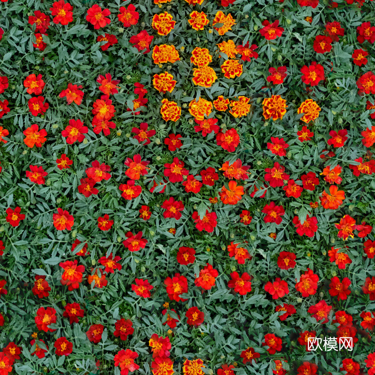 灌木花丛，灌木丛107