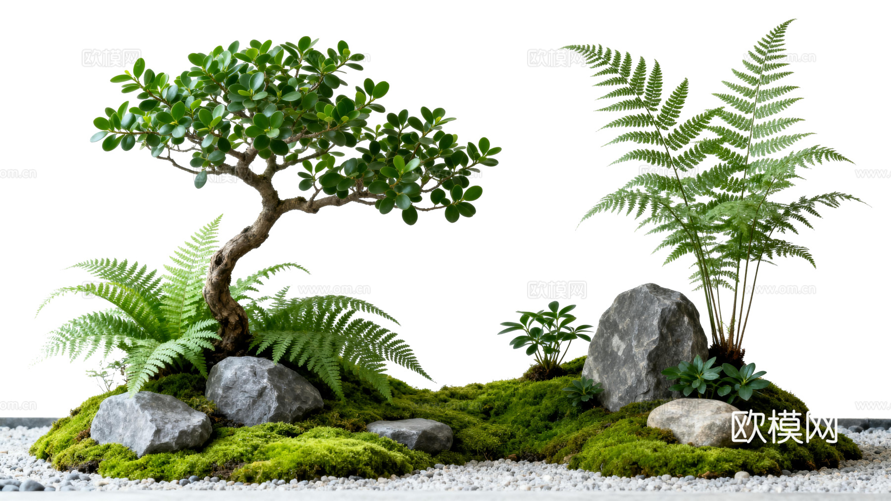 免抠植物花草 自然石景植物组合 苔藓