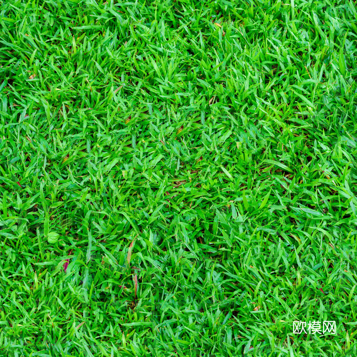 草地草皮草坡46