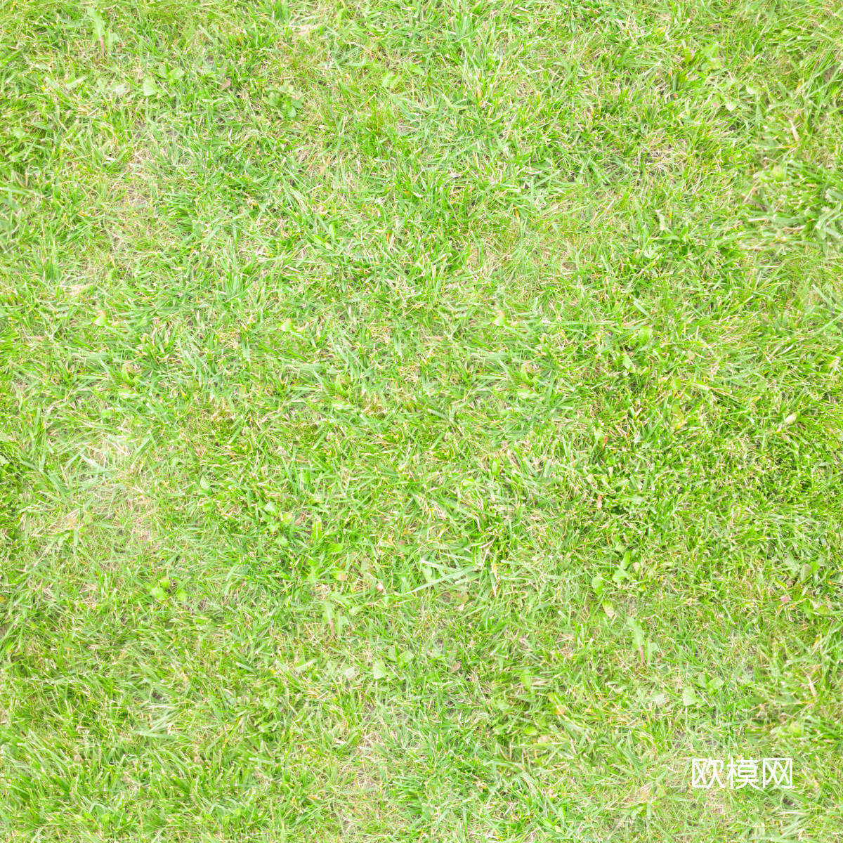 草地草皮草坡48
