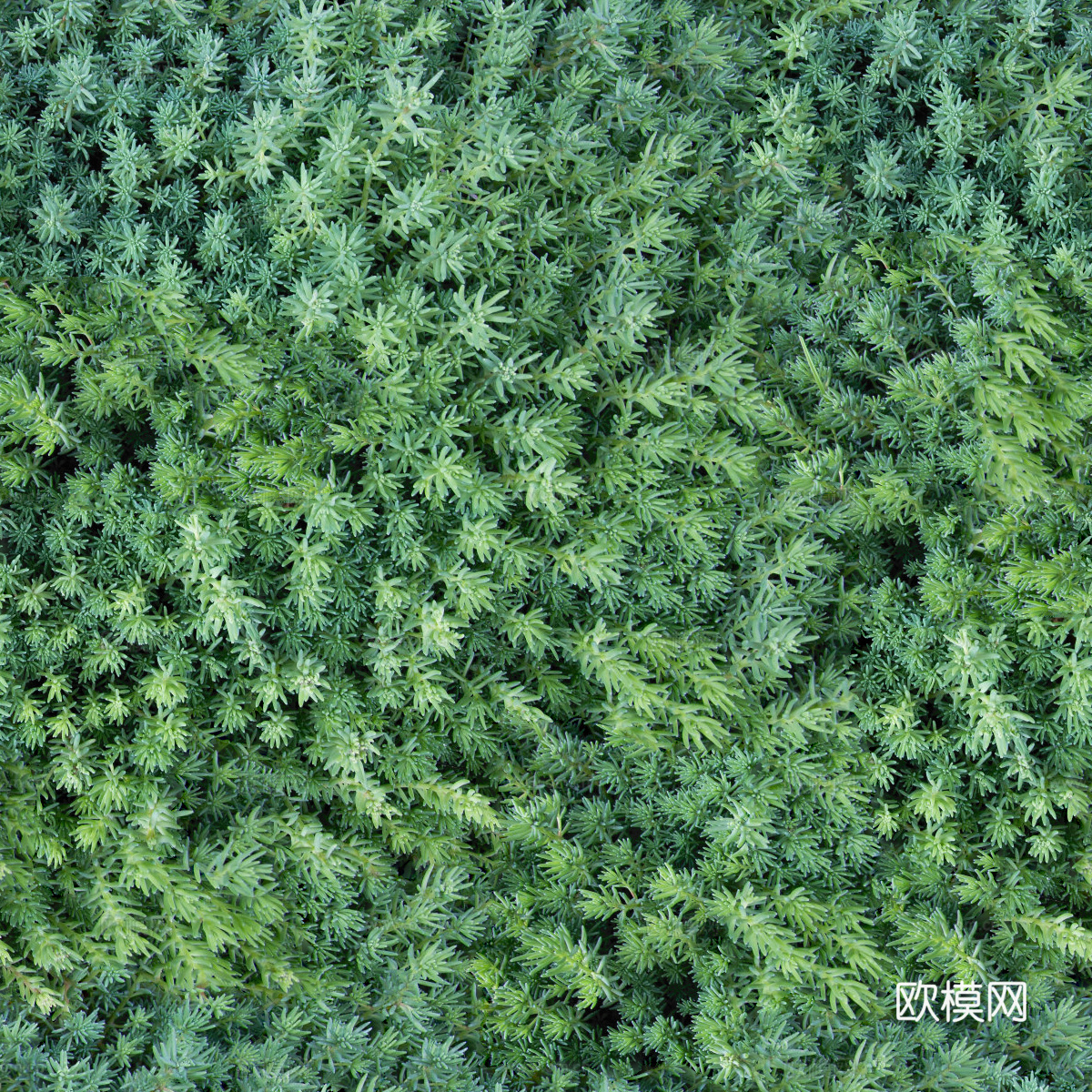 地衣地被苔藓植物13下载