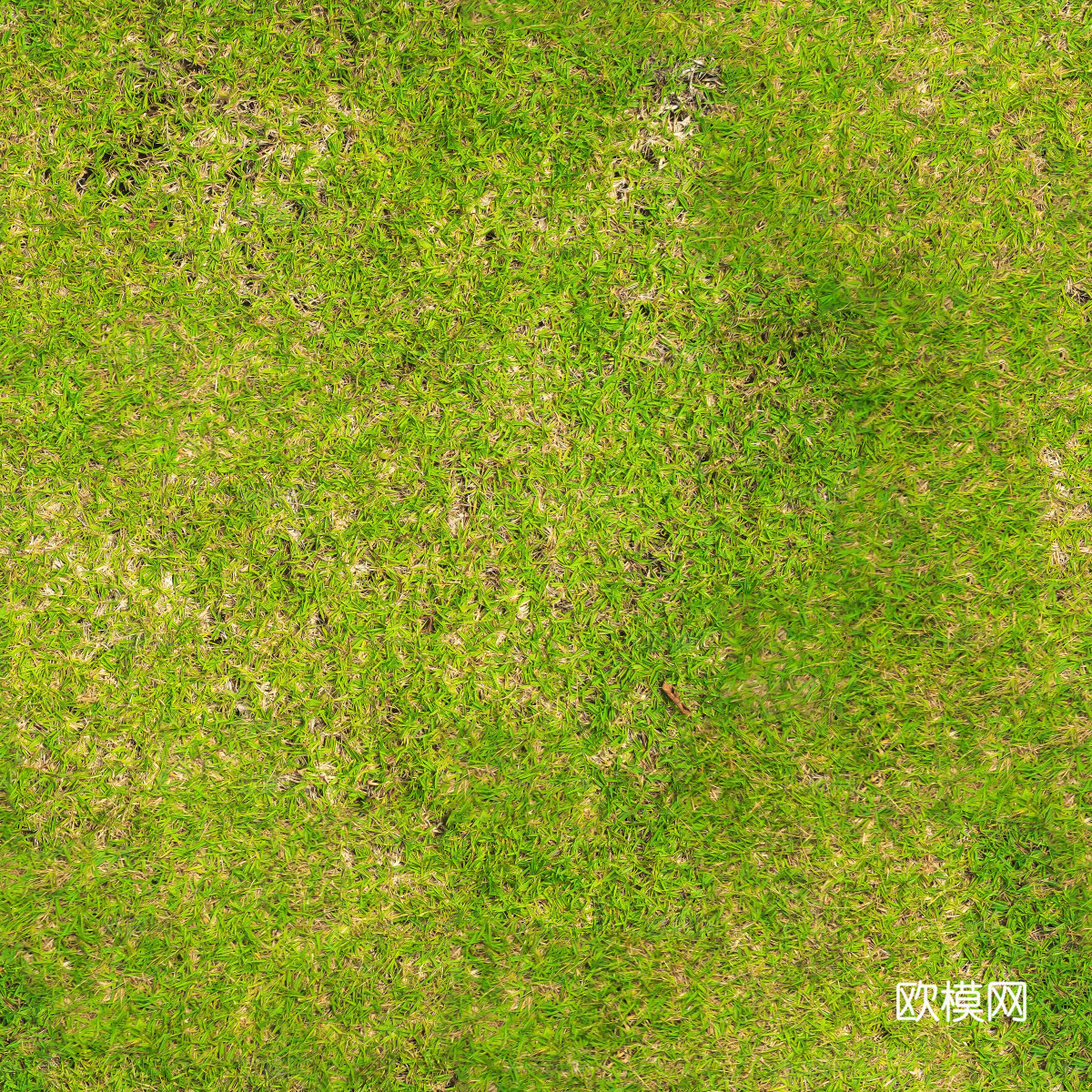 草地草皮草坡120