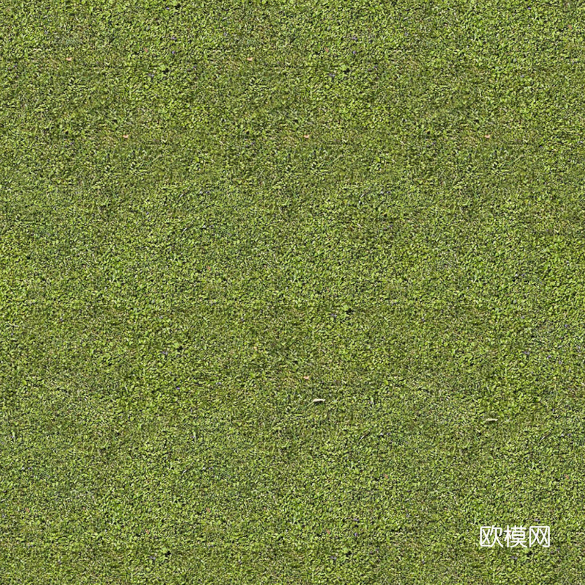 草地草皮草坡36