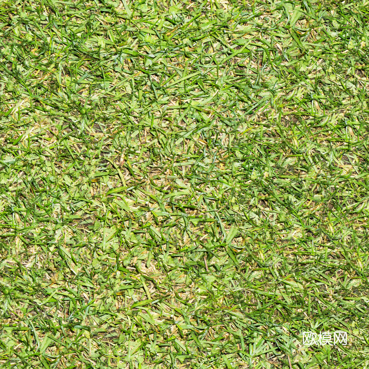 草地草皮草坡42