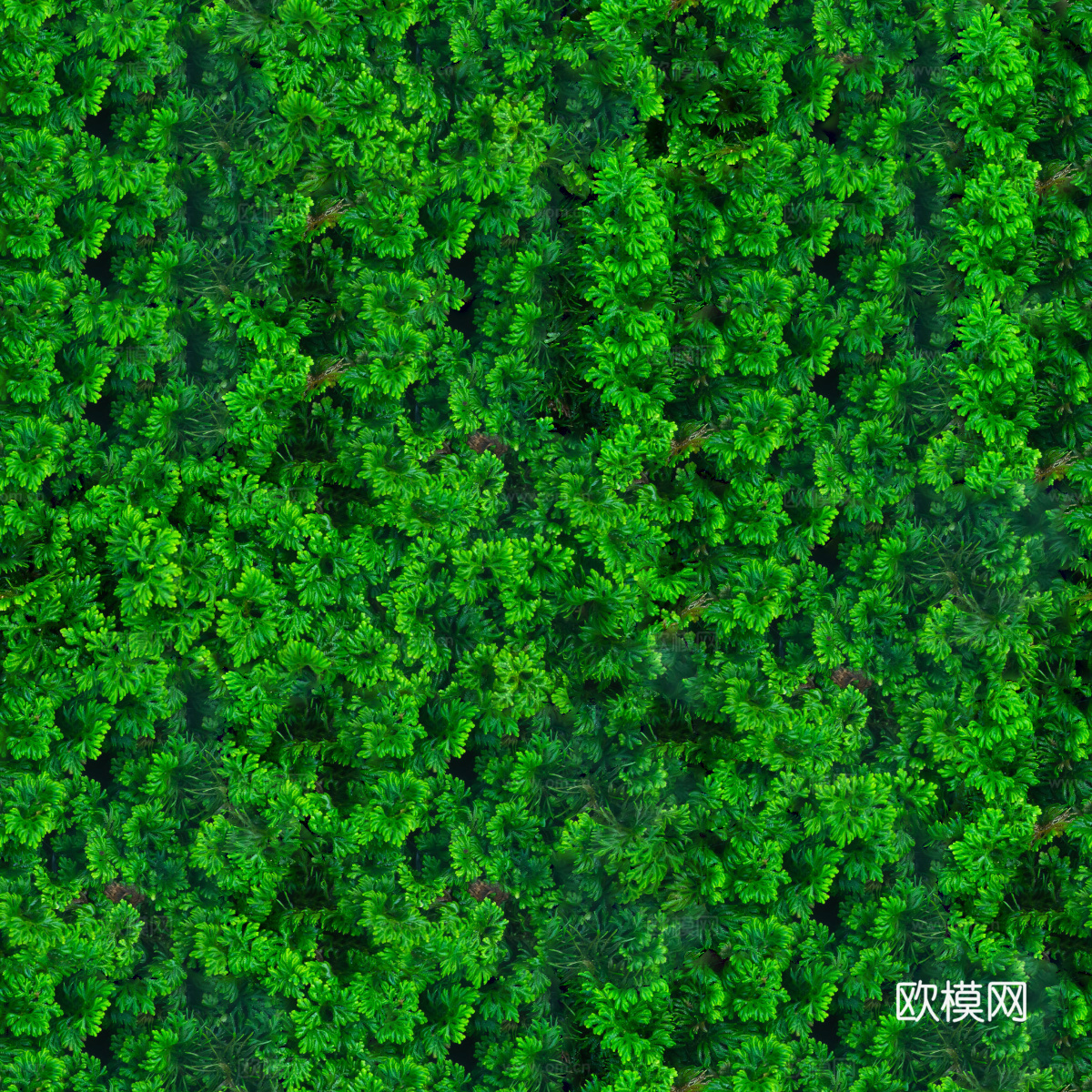 地衣地被苔藓植物16