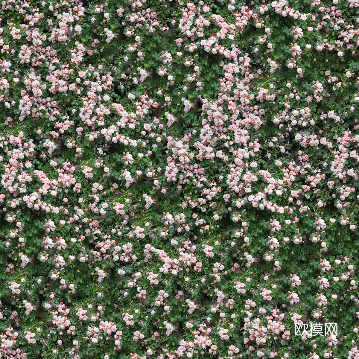 灌木花丛，灌木丛212下载