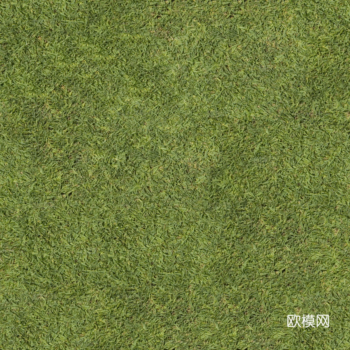 草地草皮草坡134