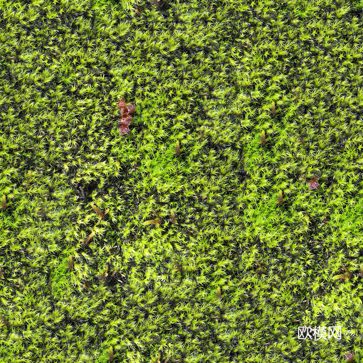 地衣地被苔藓植物6