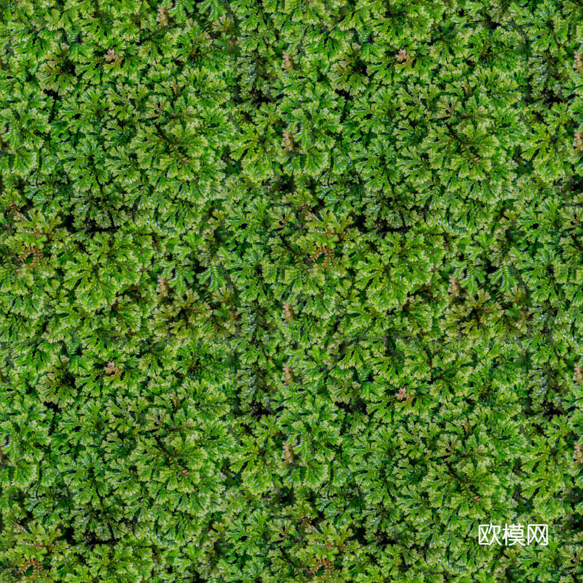 地衣地被苔藓植物20