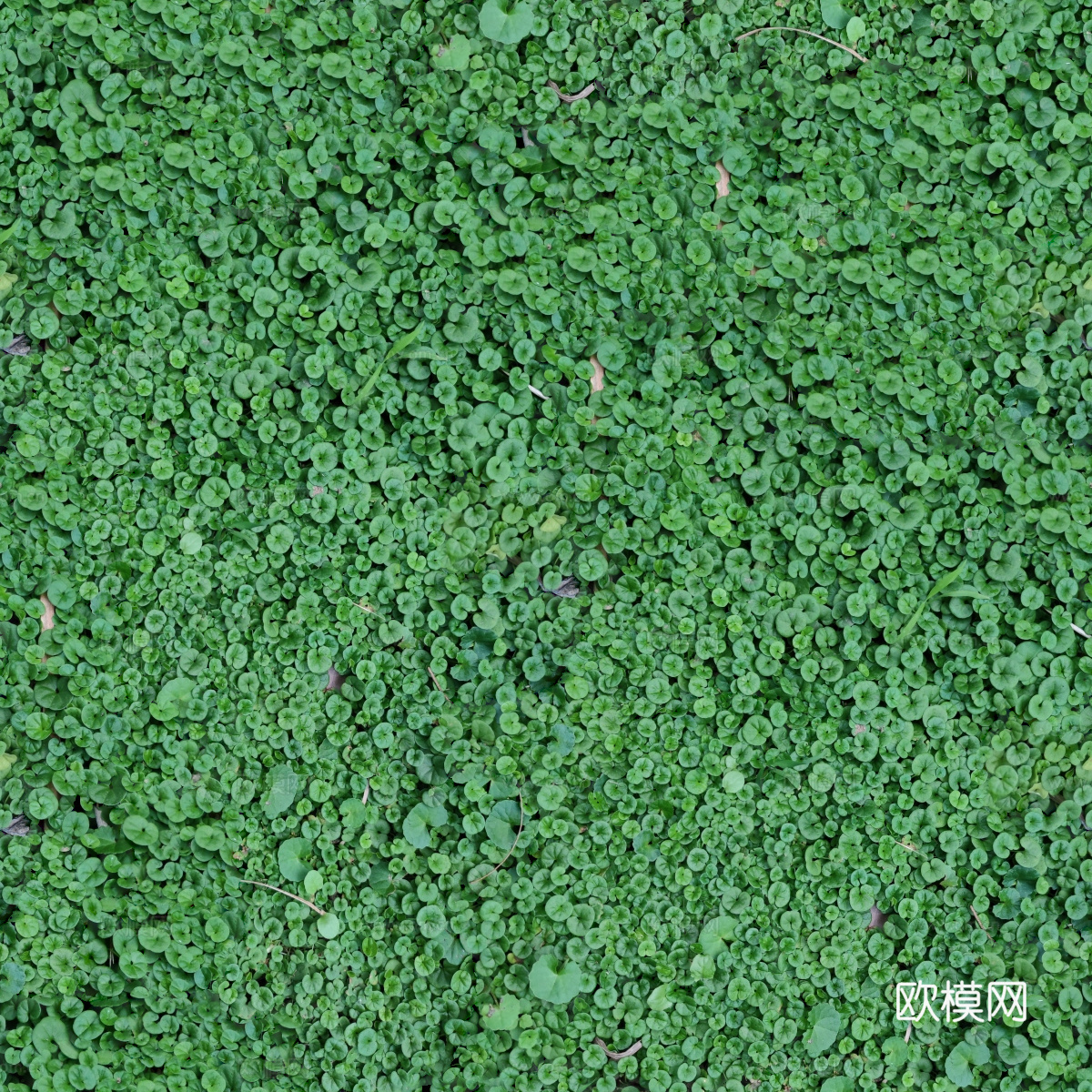 地衣地被苔藓植物26