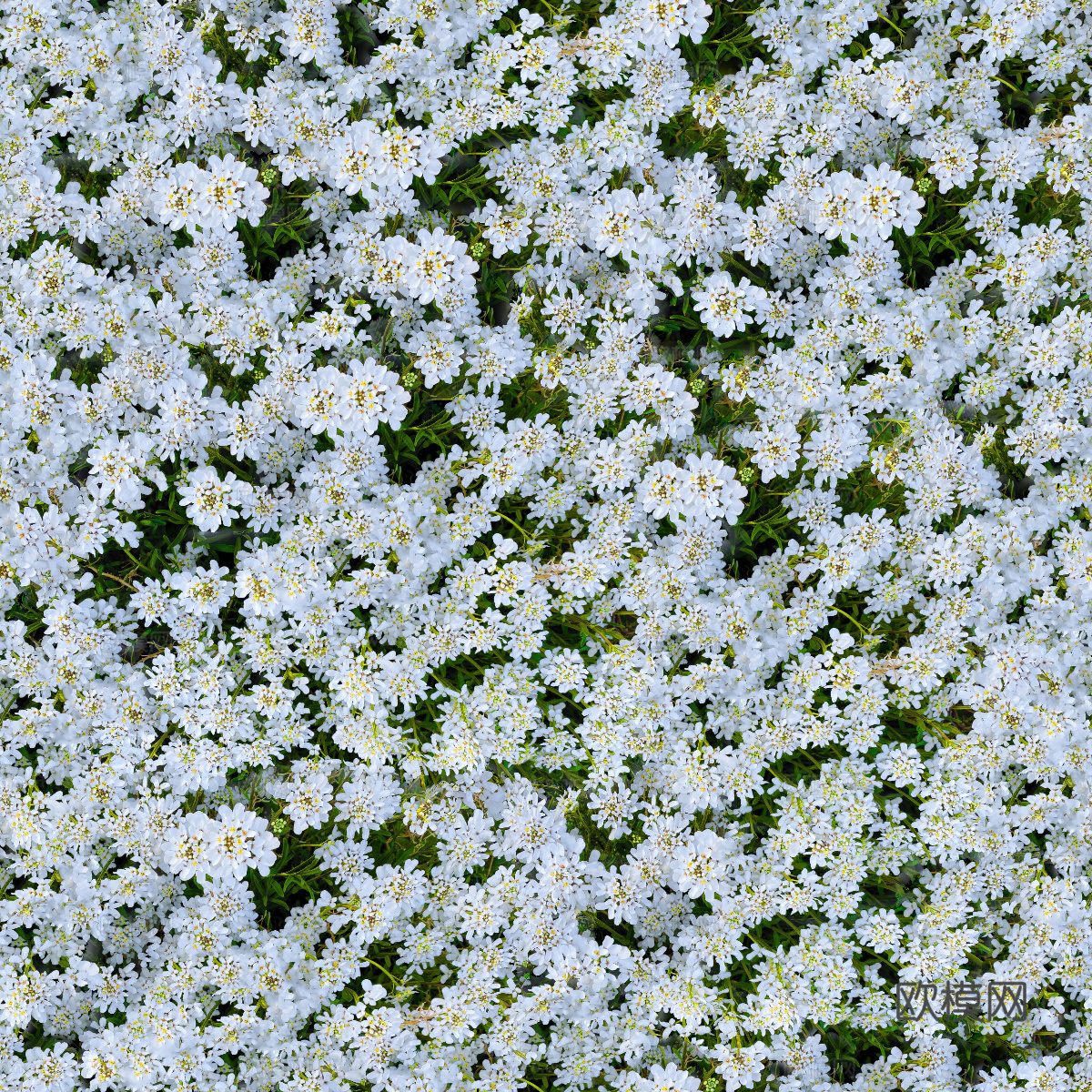 灌木花丛，灌木丛236