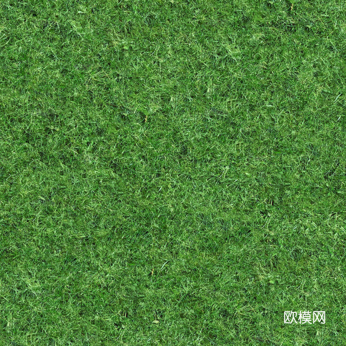 草地草皮草坡14