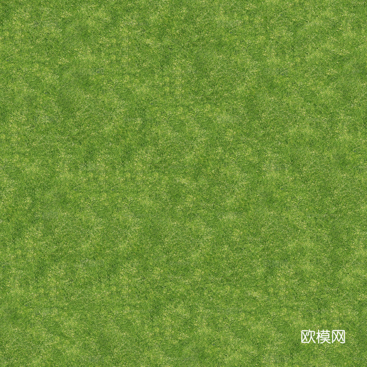 草地草皮草坡99