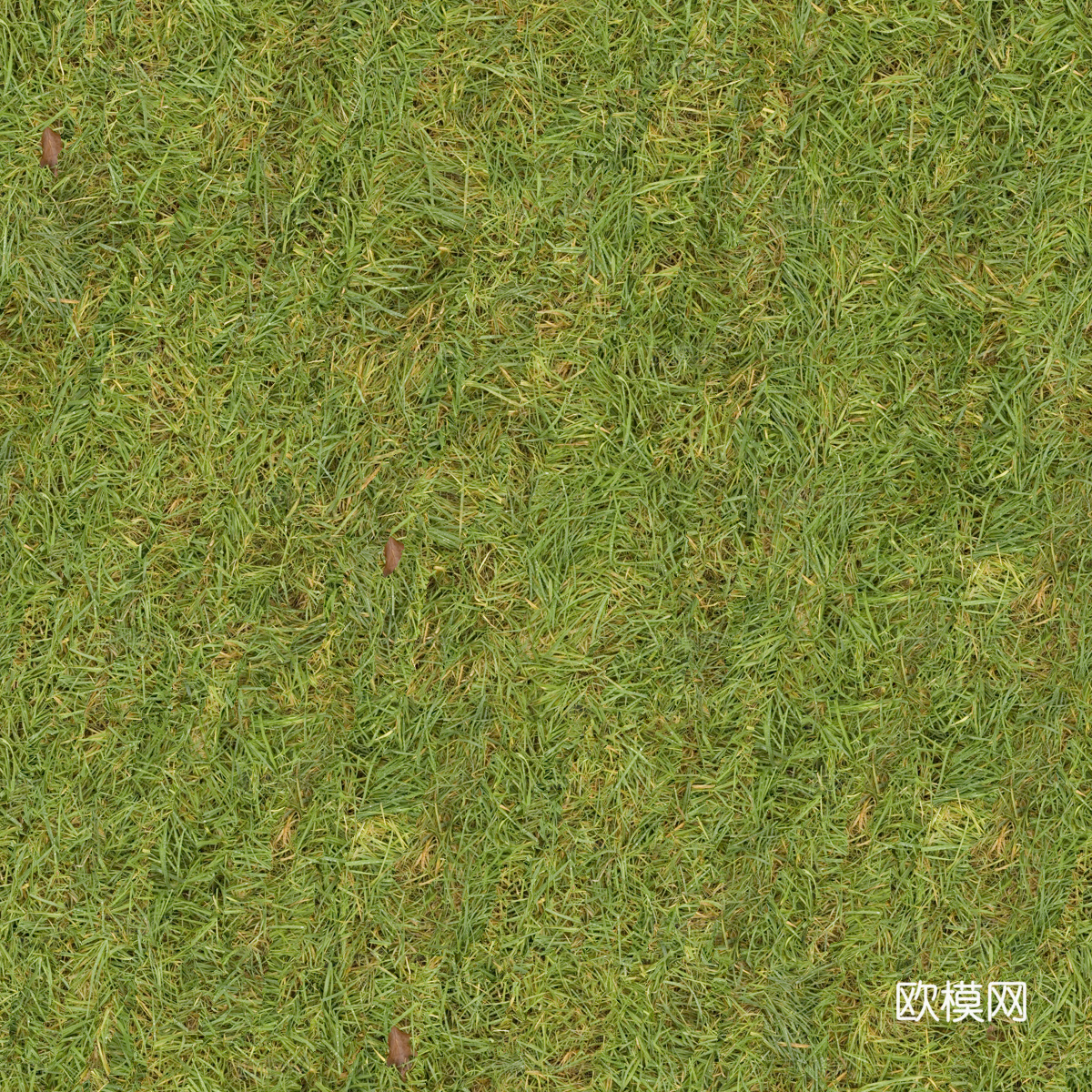 草地草皮草坡89