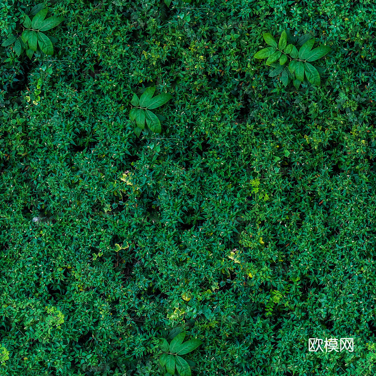 无缝灌木从70下载