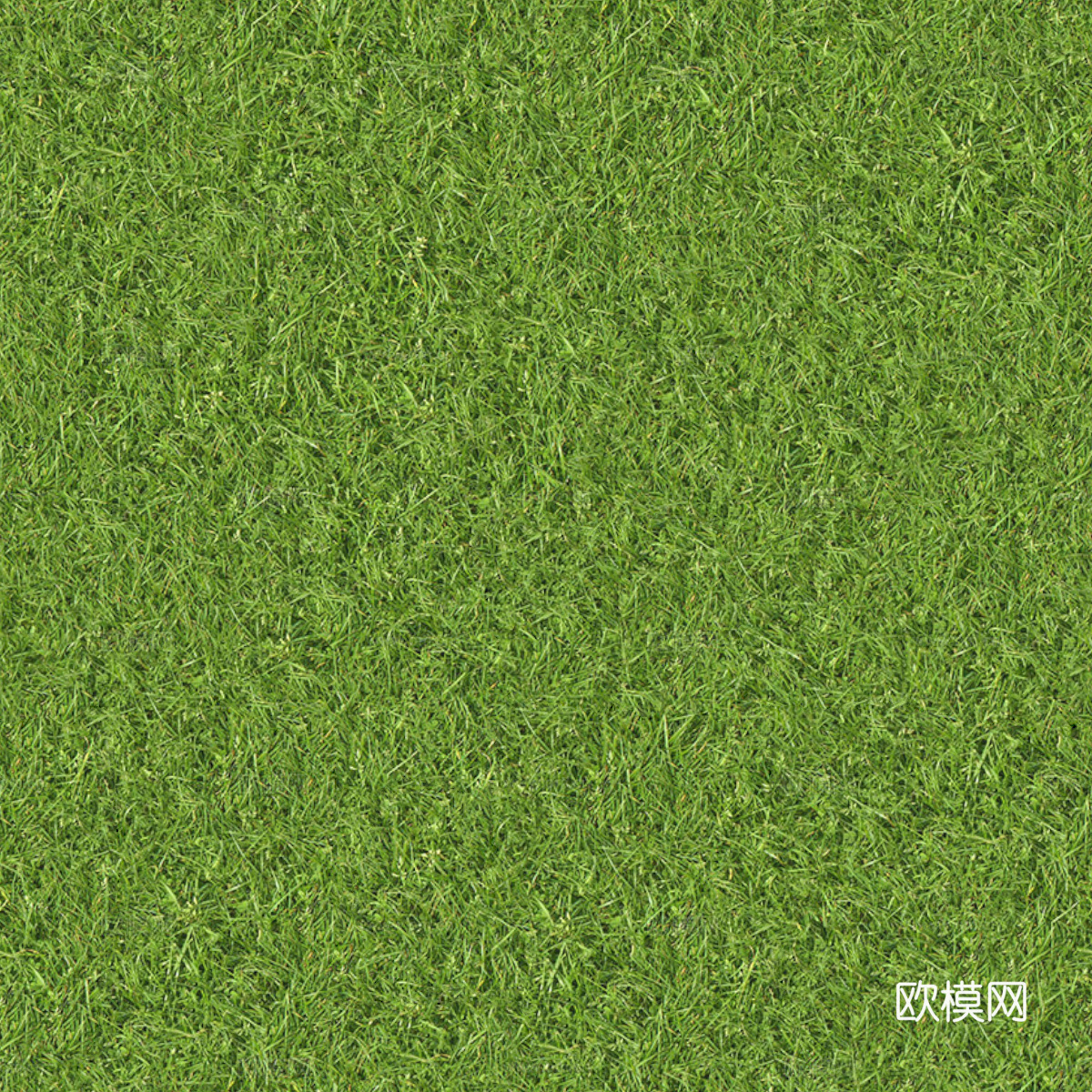 草地草皮草坡34