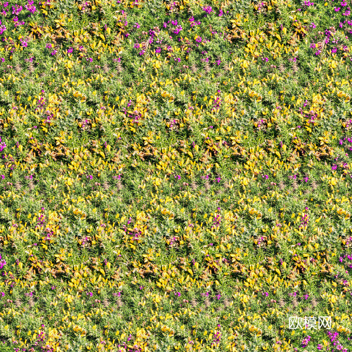 灌木花丛，灌木丛233下载