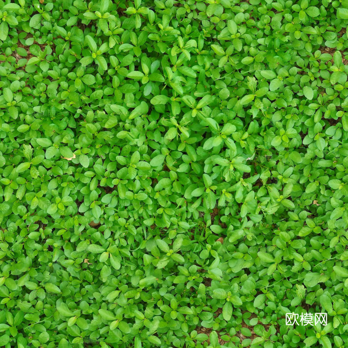 无缝灌木从67下载