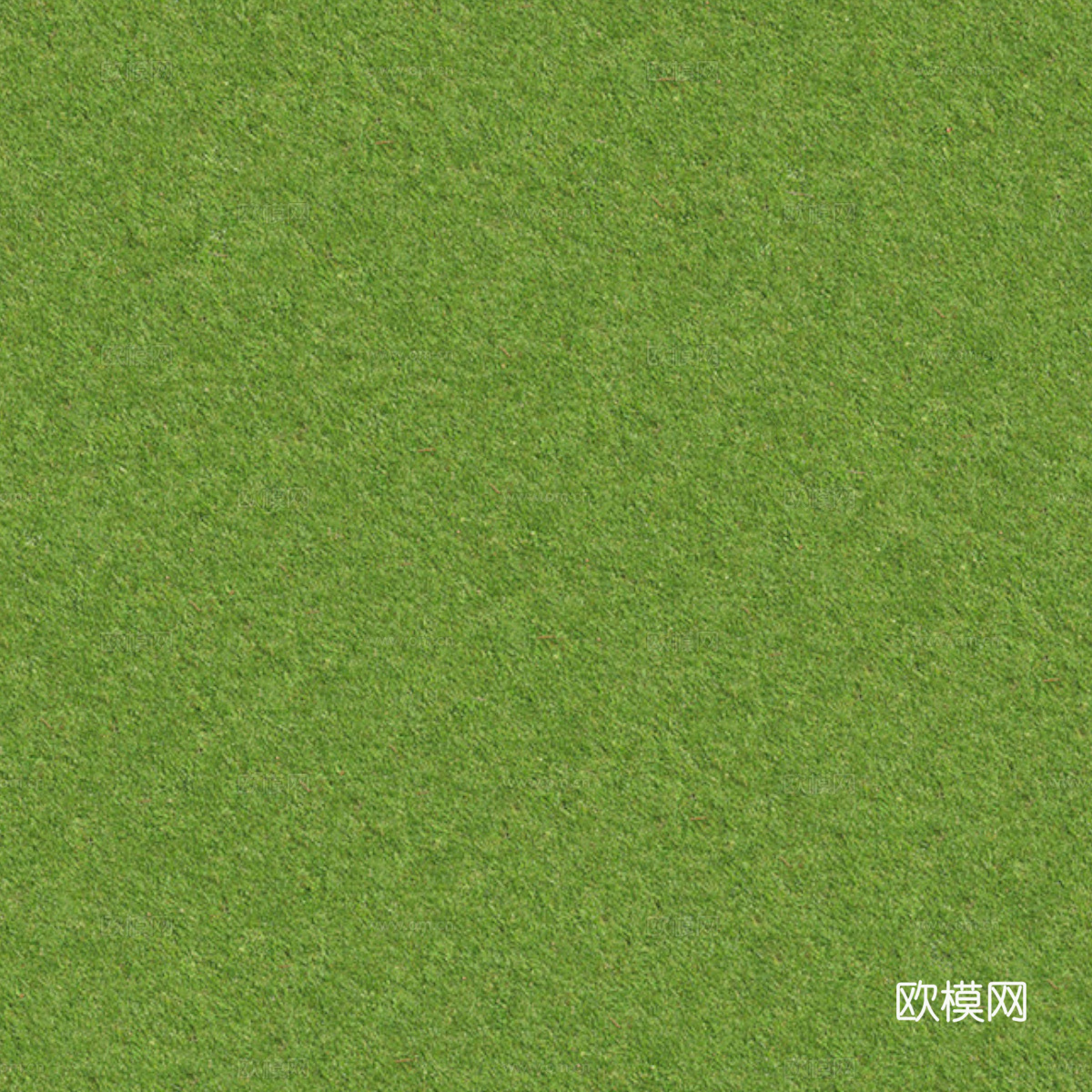 草地草皮草坡115