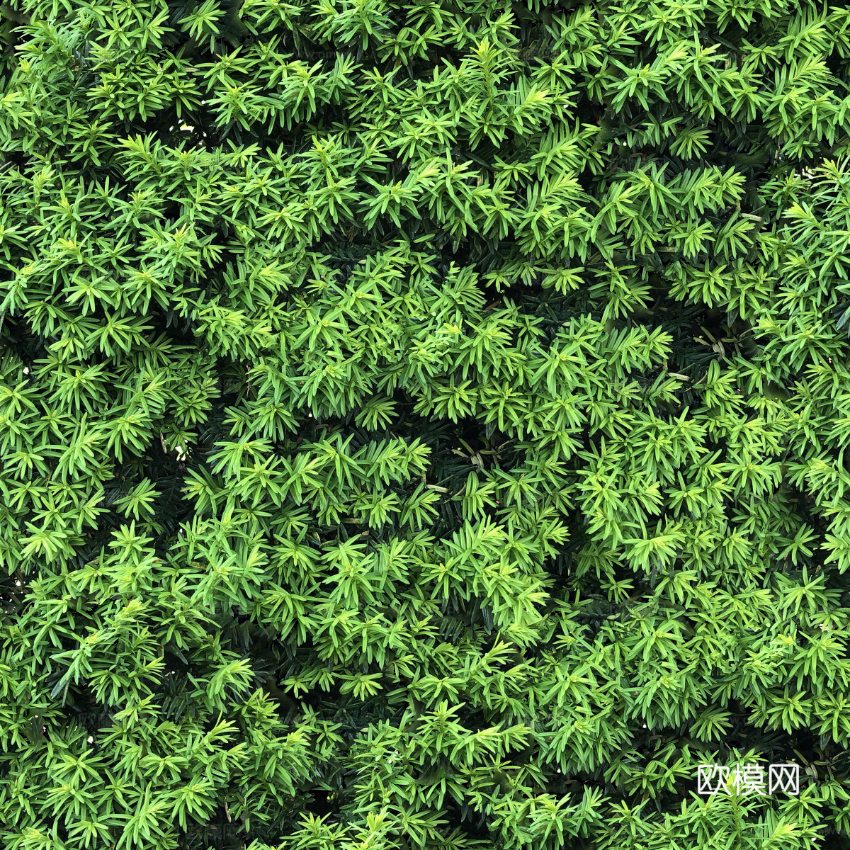 无缝灌木从75下载