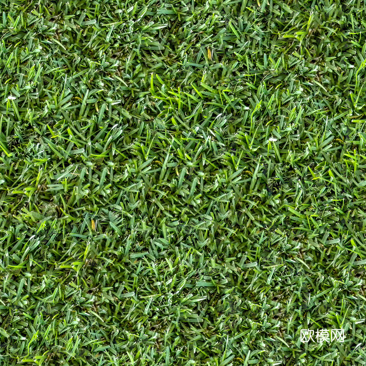 草地草皮草坡29
